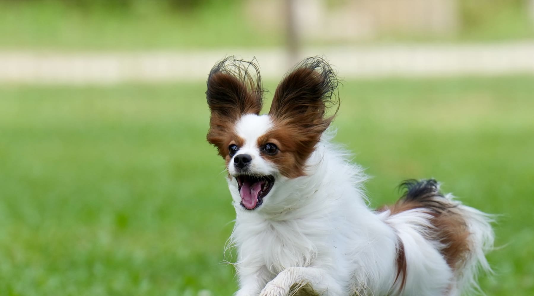 愛犬と過ごせるグランピングリゾート